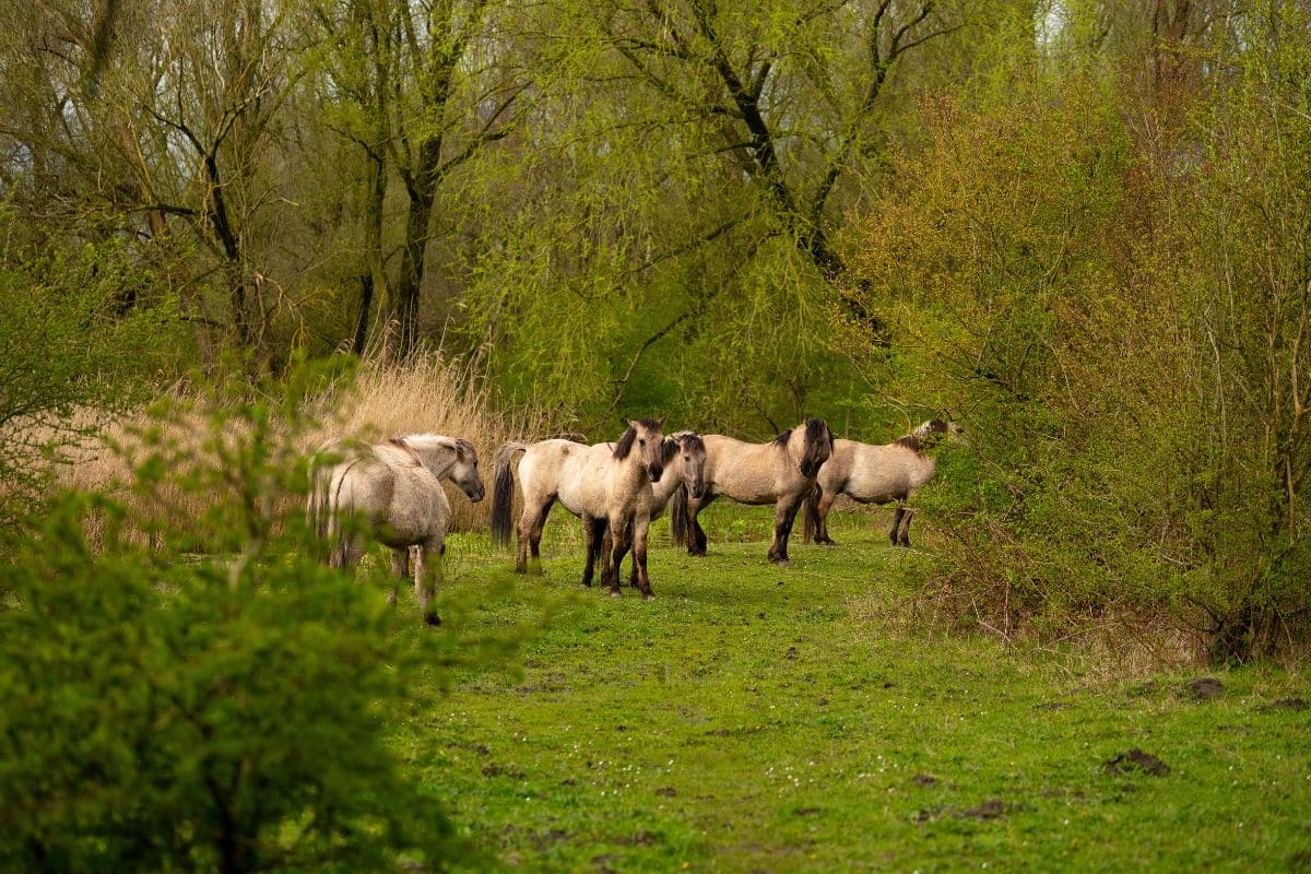 Wild Horses. Credits: FREE Nature