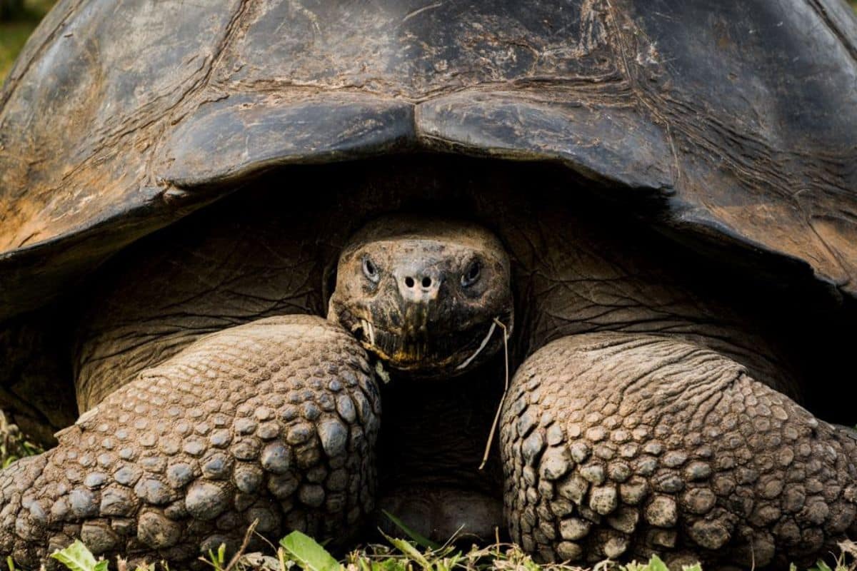 Giant tortoise. Credits: Andres Cruz