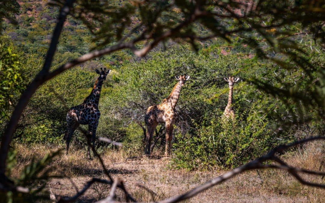 Far & Few Luvhondo: Rewilding the Soutpansberg Mountains in South Africa
