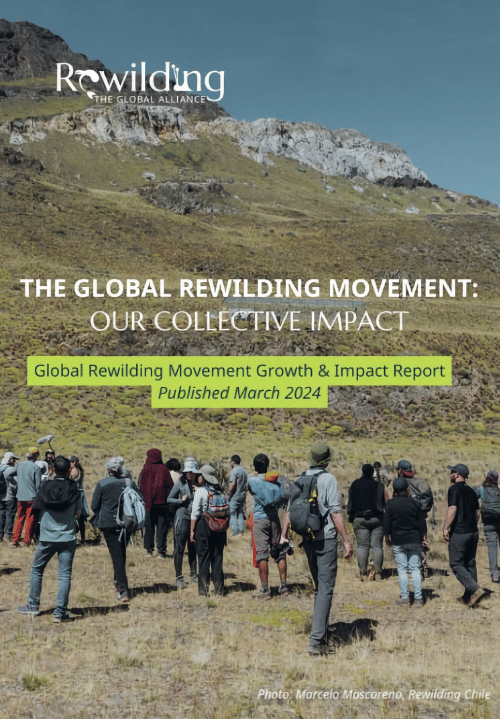 Global Rewilding Collective Impact Report