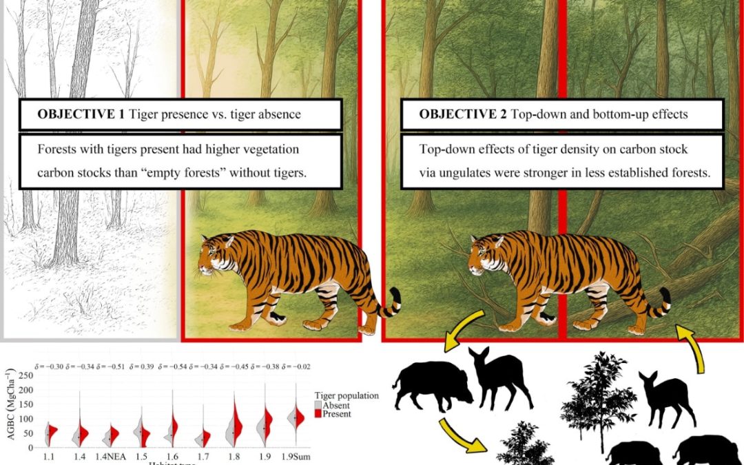 Global Tiger Density Linked With Forest Carbon Stock, Top-Down and Bottom-Up