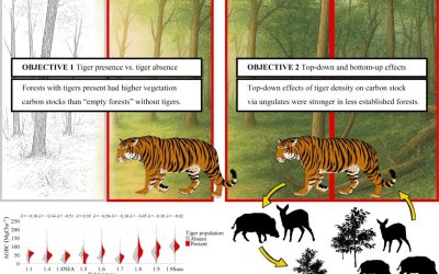 Global Tiger Density Linked With Forest Carbon Stock, Top-Down and Bottom-Up