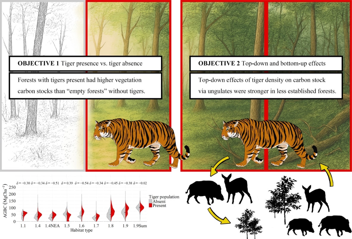 Global Tiger Density Linked With Forest Carbon Stock, Top-Down and Bottom-Up