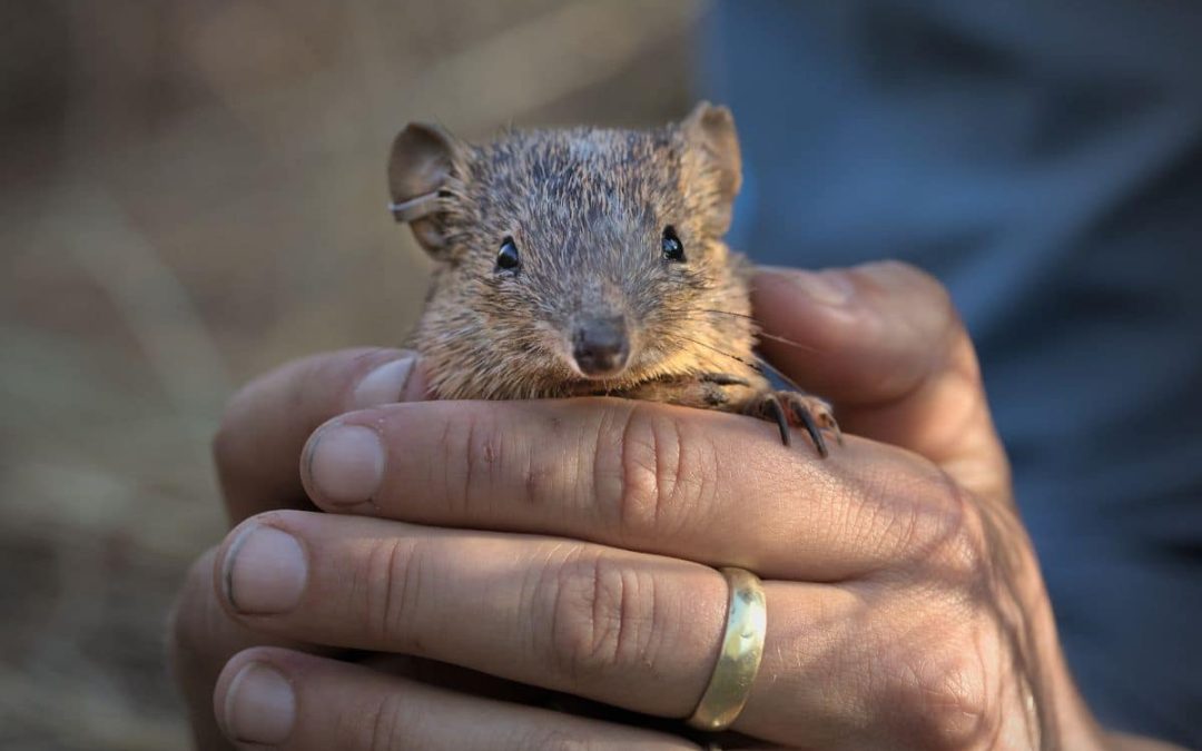 Continental Rewilding: How Australian Wildlife Conservancy is Healing Country