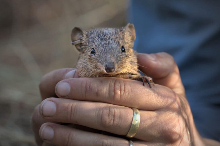 Golden Bandicoot Research and Translocation. Credits: Australian Wildlife Conservancy