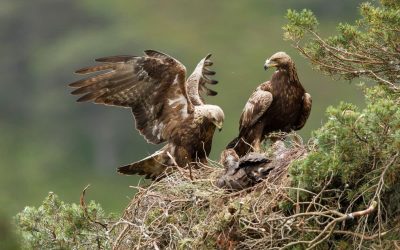 Rewilding the Scottish Highlands: Creating Steps for Large-Scale Recovery