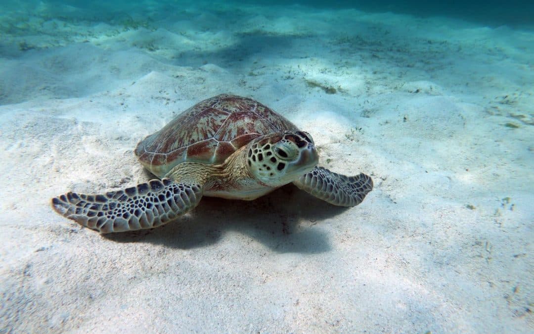 Green Sea Turtle Swimming Over Sandy Seabed, Kenya