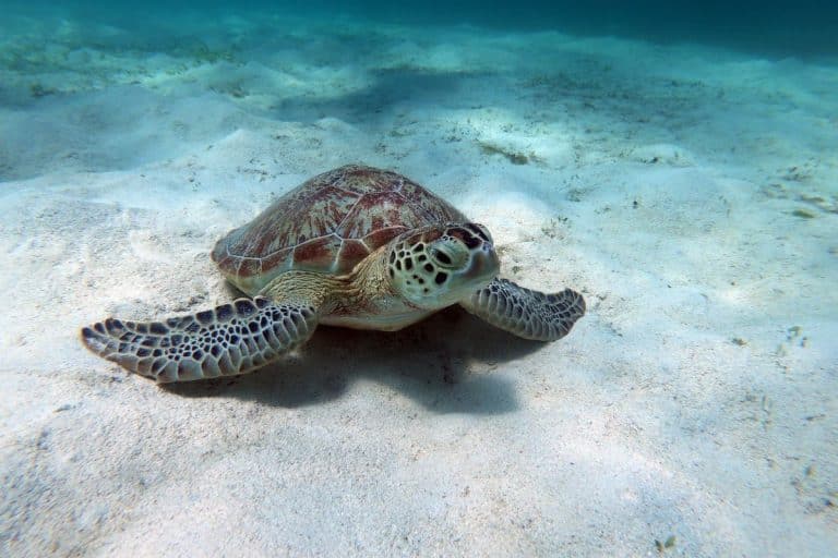 Green Sea Turtle Swimming Over Sandy Seabed, Kenya
