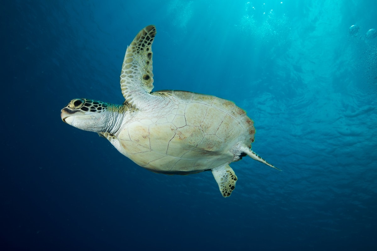 Turtle in the sea