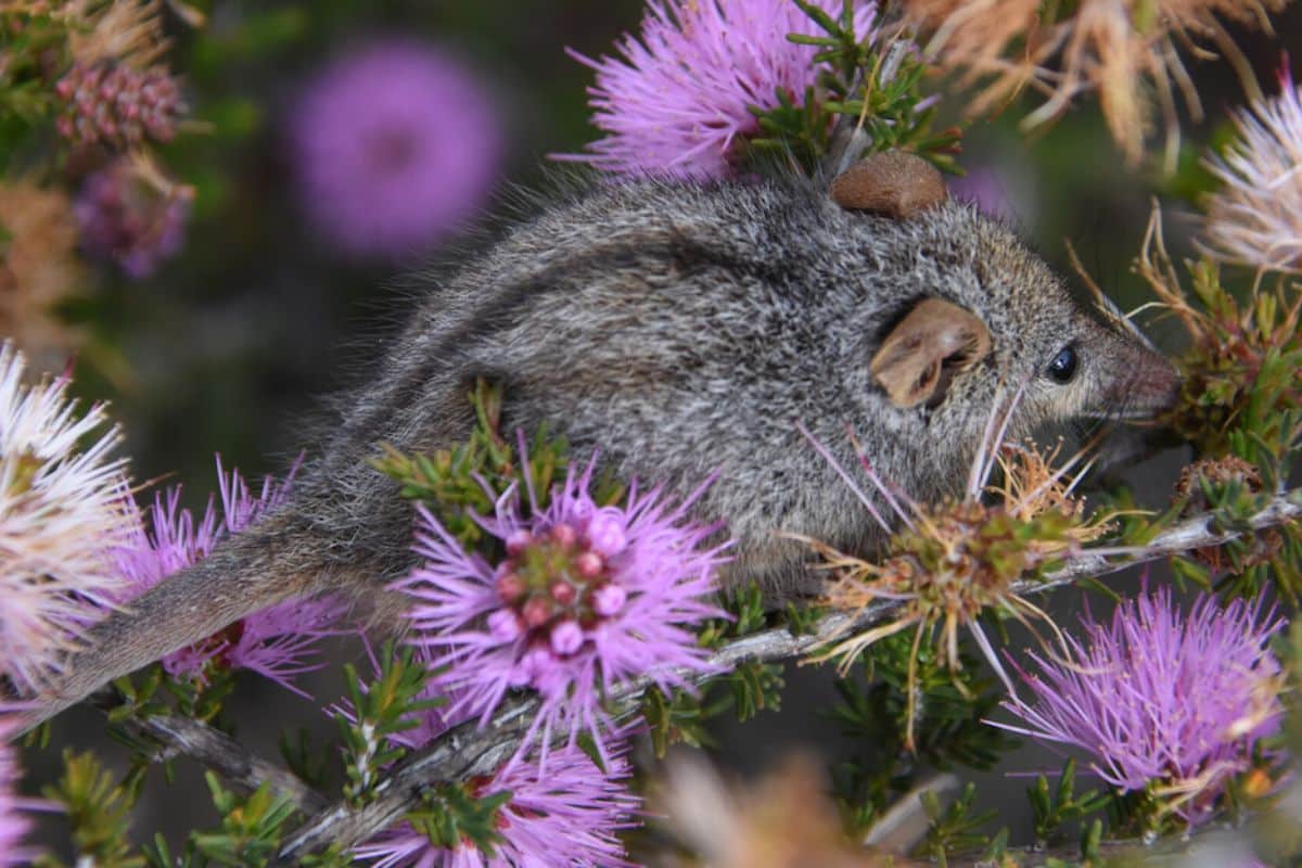 Honey Possum on Pink Bottlebrush. Copyrights_ Michelle Hall - Bush Heritage Australia