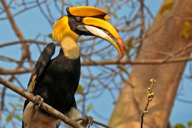 Hornbill perched on a tree branch. Credit: Sahyadri Sankalp Society