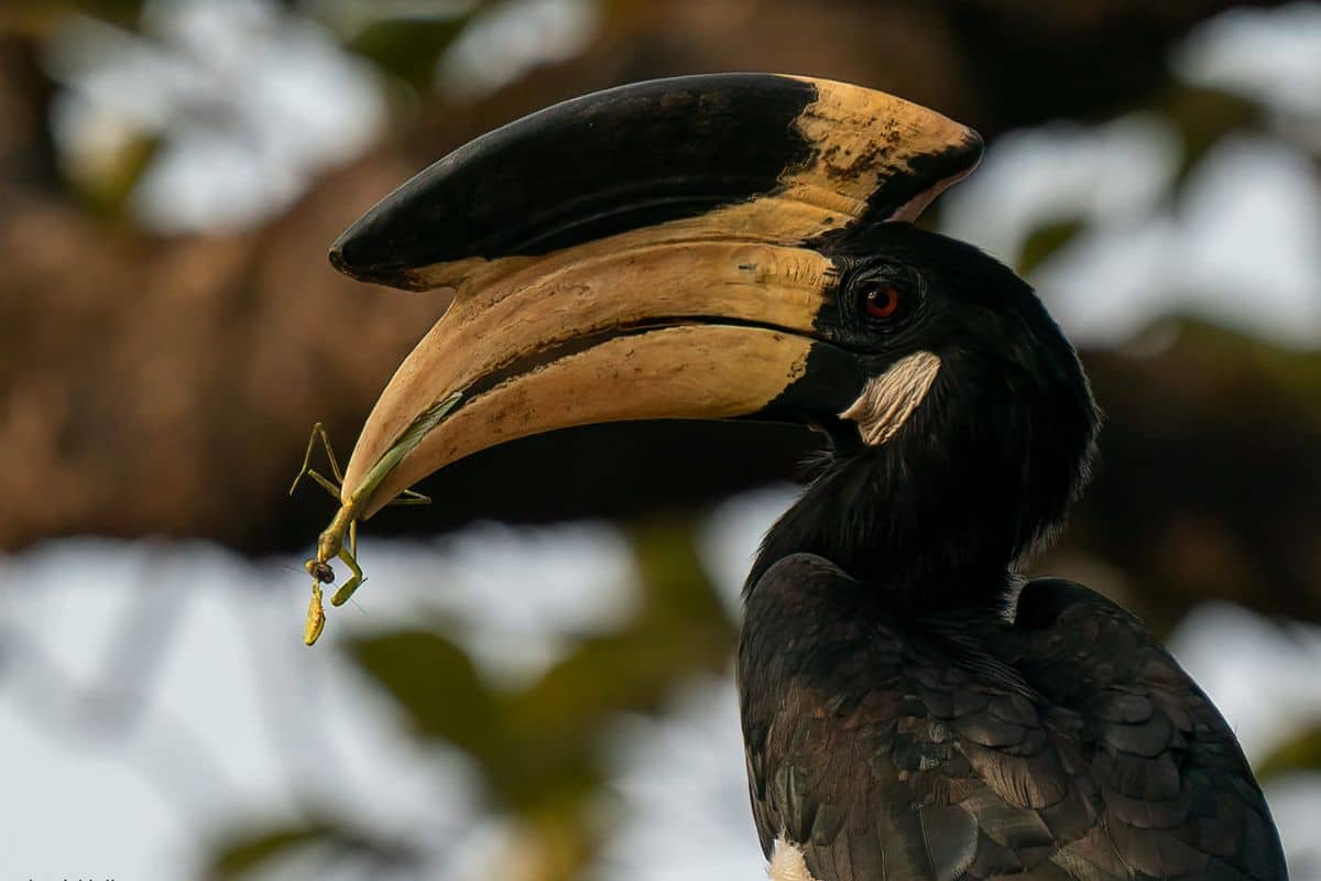Hornbill and its prey. Credit: Sahyadri Sankalp Society