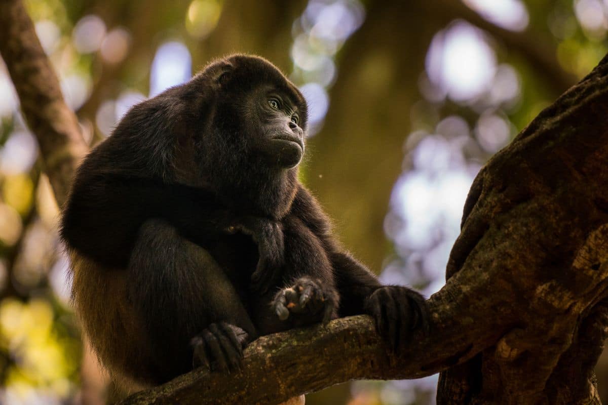Howler Monkey on branch
