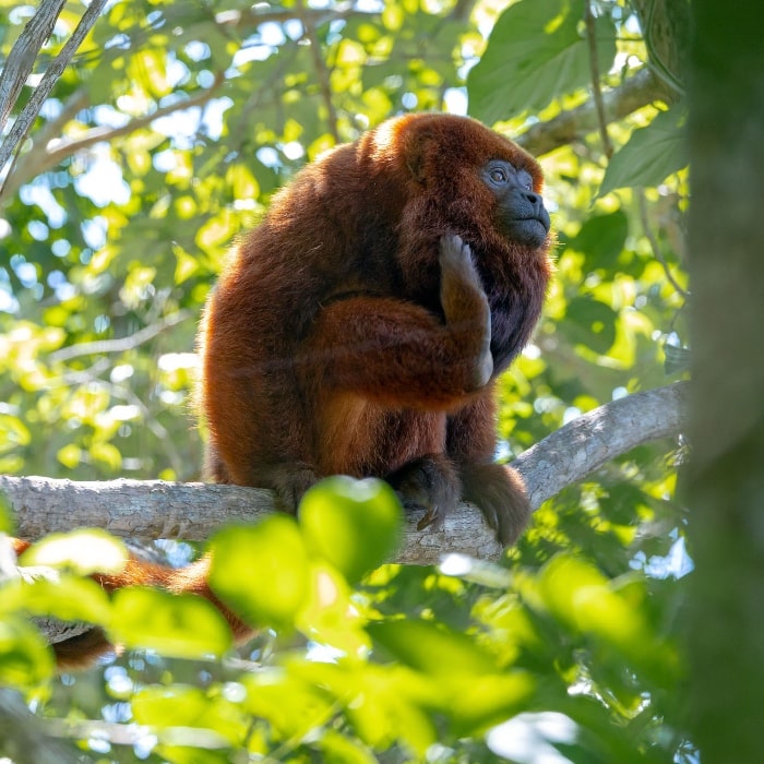 Howler monkey in the wild on Santa Catarina Island