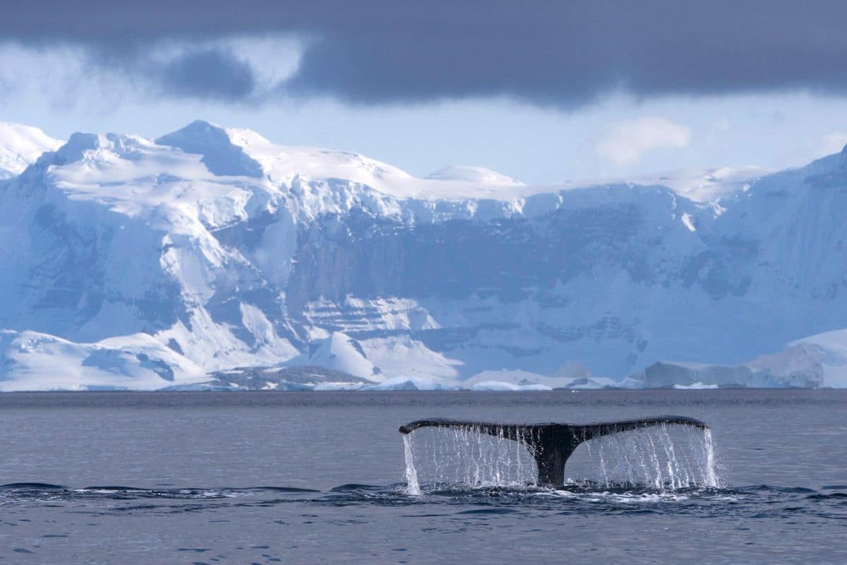 Humpback whale fluke, Antarctica. Credits: Antarctic Rights