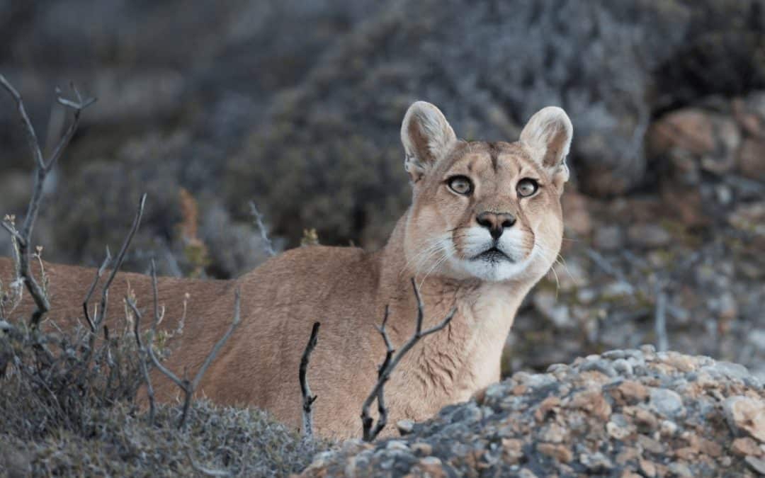 Freyja Foundation: a legacy for the wild