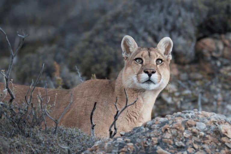 Hernán Povedano - Puma - PN Patagonia