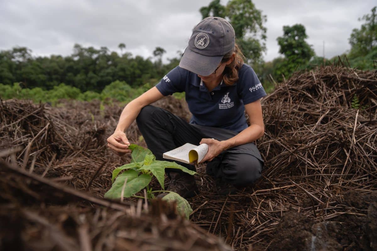 Isabela Island restoration of Scalesia cordata. Credits: RashidCruz -CDF