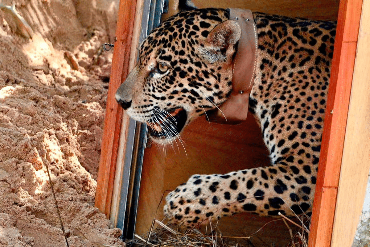 Jaguar release in Bolivia - the first ever reintroduction of the species in the country.