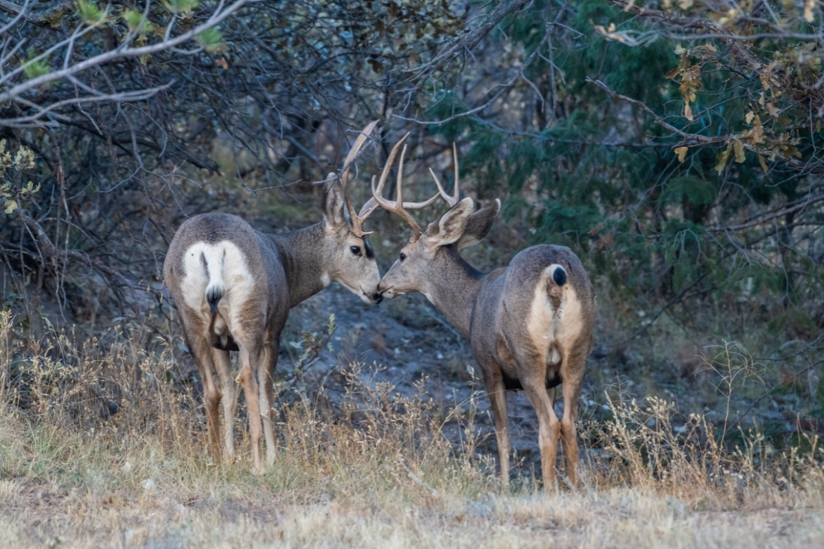 "Stags