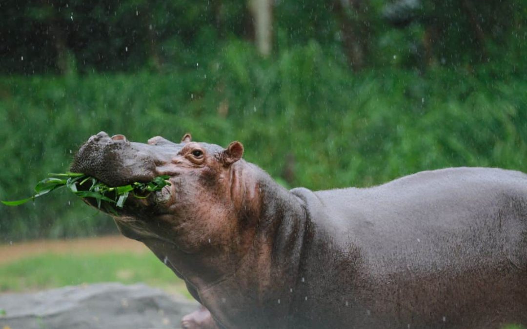 The Wetlands Action Plan launches in Africa to put wild animals at the centre of wetland management and policy