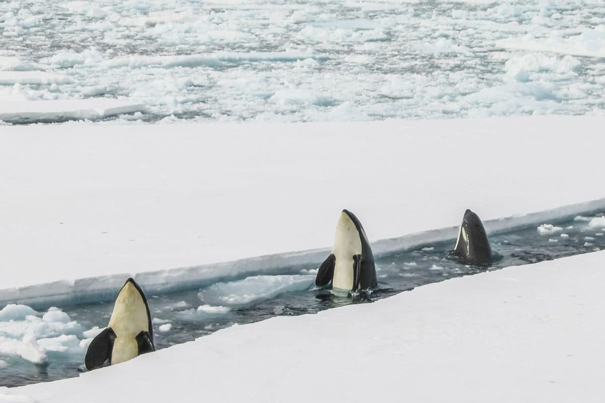 Killer Whales Spyhopping. Credits: Bryan Goff
