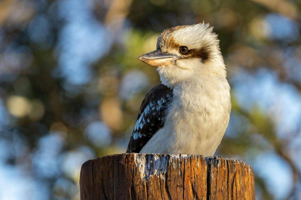 Kookaburra perched at Culburra Beach, Australia. Credits: Stuart Robinson from Pexels