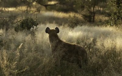 Meet Three Alliance Members in Africa: ReWild Africa, Conserve Global, Enonkishu Conservancy