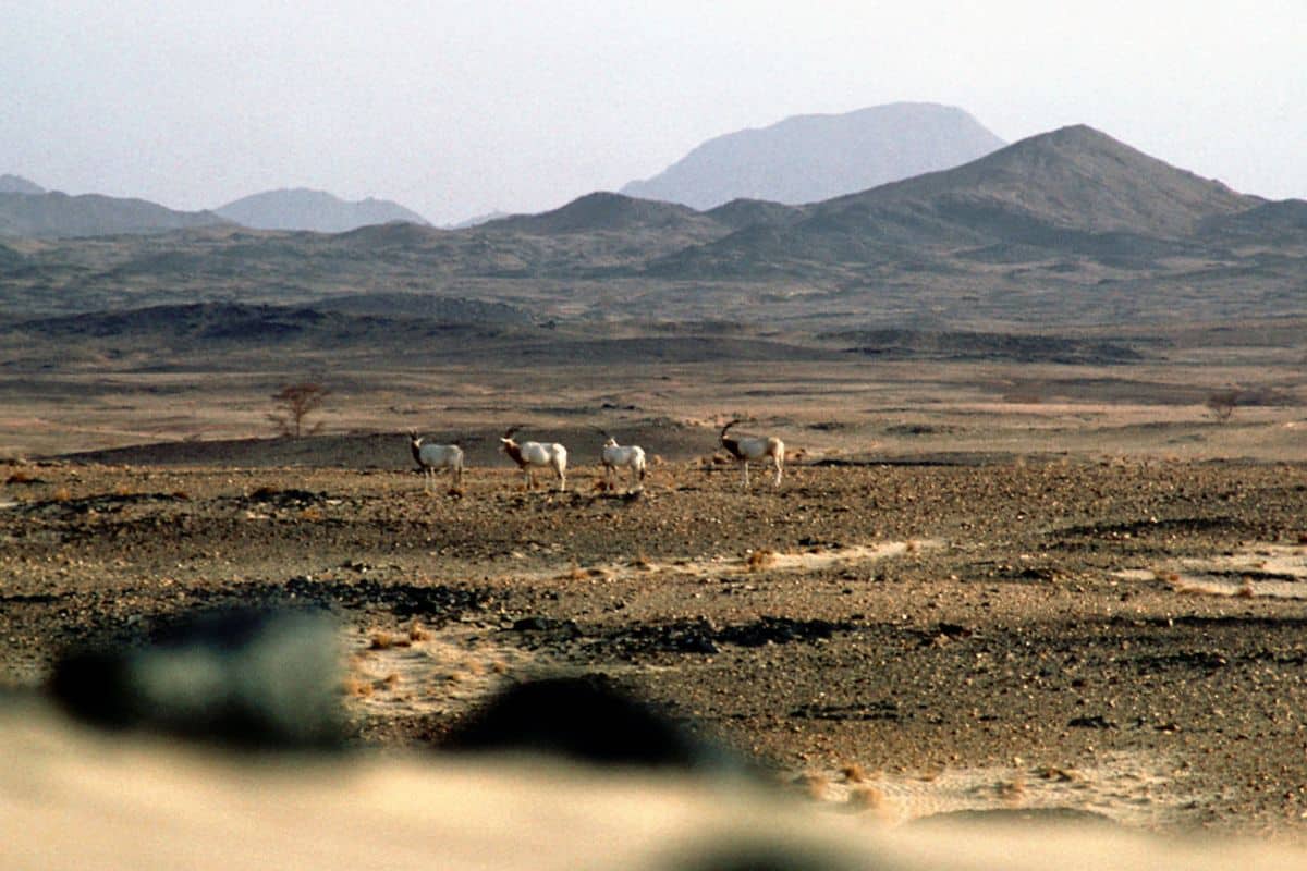 Last Oryx in Niger. Credit: Sahara Conservation