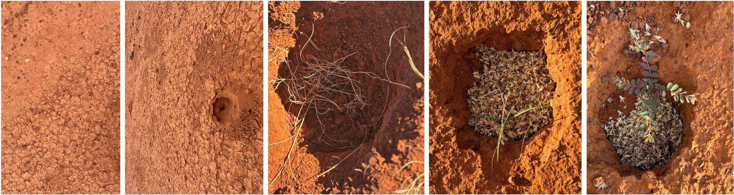Left to right- the ground before any micropitting, more than 1,000 micropits dug over the year; grasses and leaf litter collect in the pits. After the rains...there is growth!