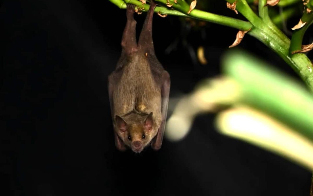Leptonycteris nivalis feeding on agave Credit Horizonline Pictures, Bat Conservation International
