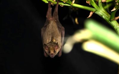 Bat Conservation International: Securing a Wilder Future for Bats