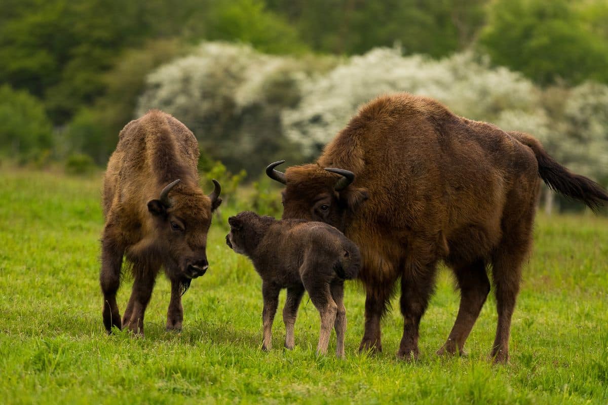 European bison Credits: FREE Nature