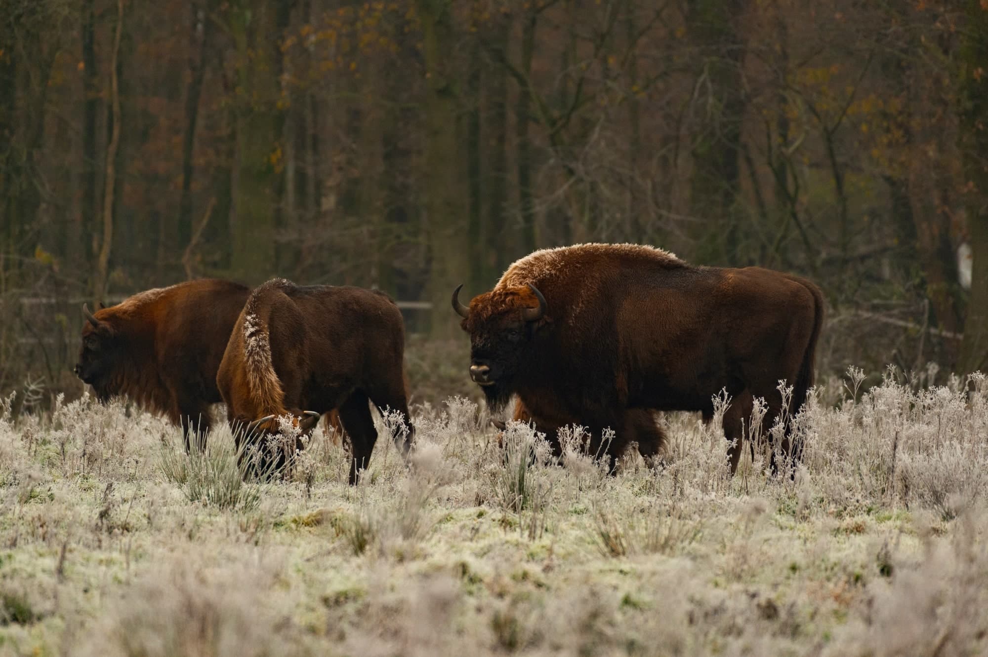 Bison, Maashorst. Credits: FREE Nature