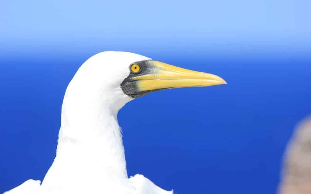 Masked booby bird overlooking the ocean