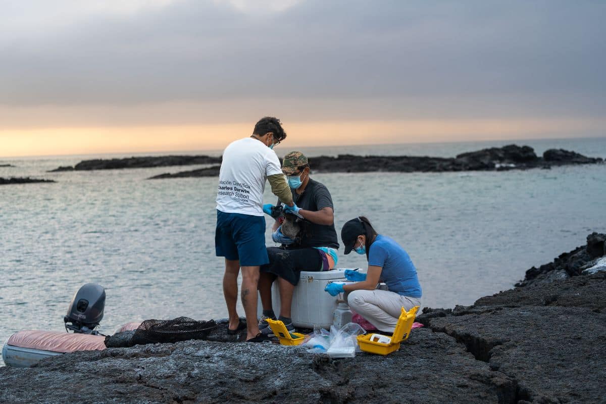 Marine bird scientists measuring a flightless cormorant. Credits: Rashid Cruz_CDF