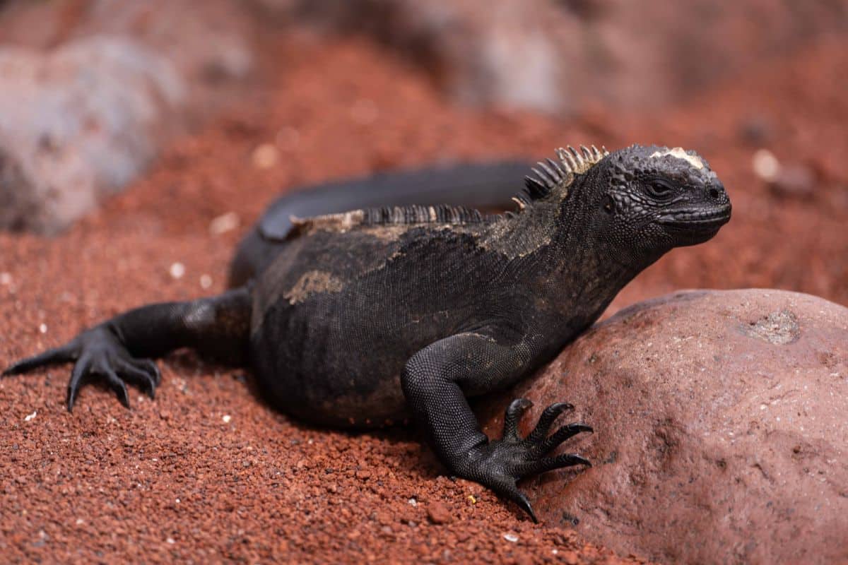 Marine Iguana. Credits: Rashid Cruz. CDF