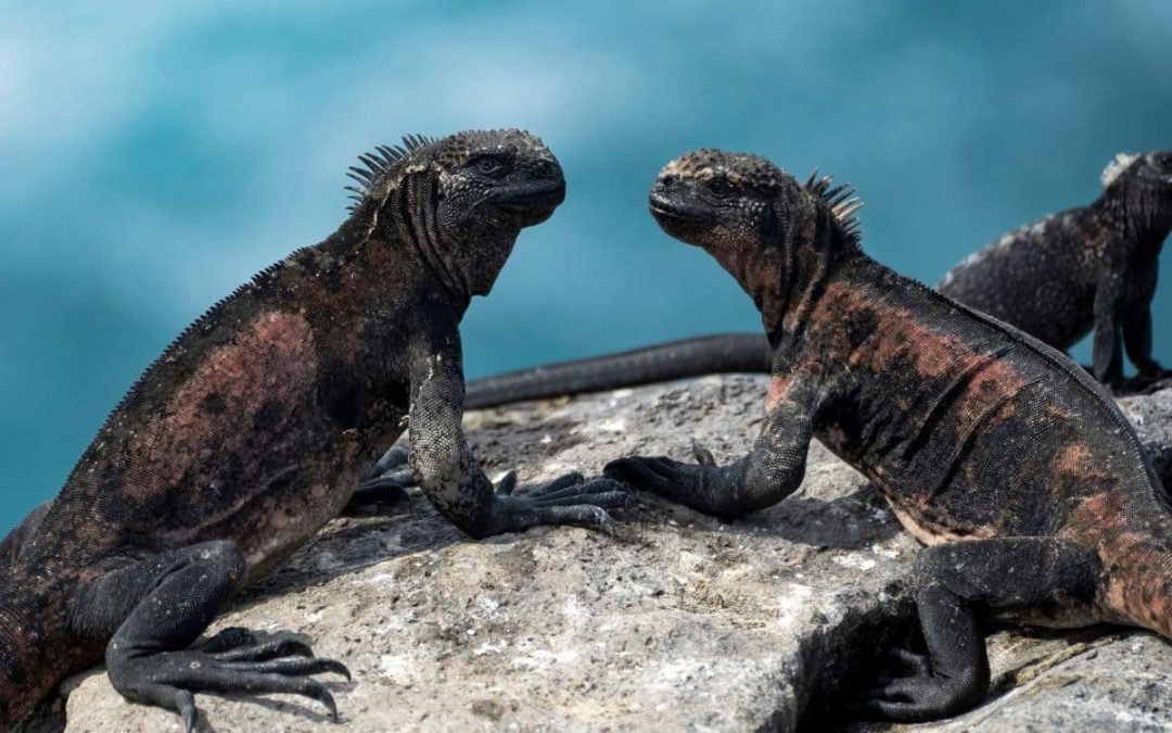 Charles Darwin Foundation: Science Informing Conservation and Restoration in the Galapagos