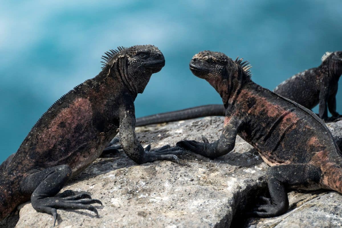 Charles Darwin Foundation: Science Informing Conservation and Restoration in the Galapagos