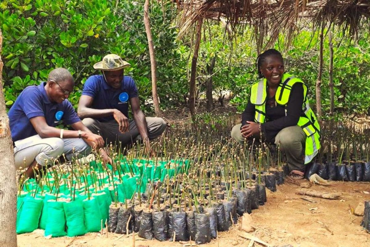 Mariners for action staff crouching in mangrove saplings nursery