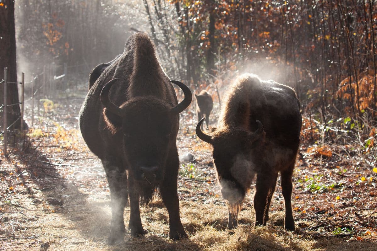 Misty Morning (Matriarch, F2 & Calf) Dec2022 (Donovan Wright)