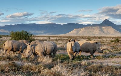 Rewilding African plains, Brazilian coastal islands and Indonesian native forests