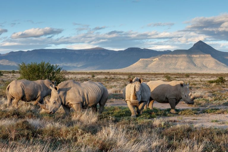 White rhinos in South Africa Credit Mitch Reardon