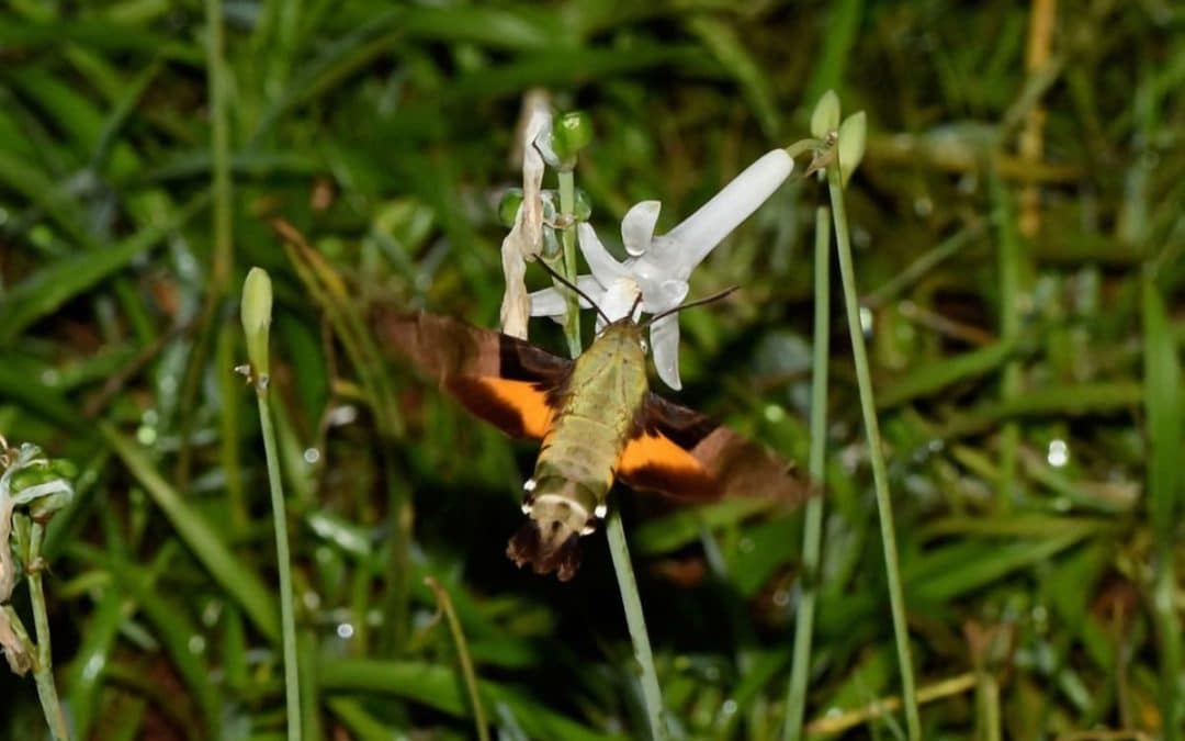 Moth. Credit: NatureFuture
