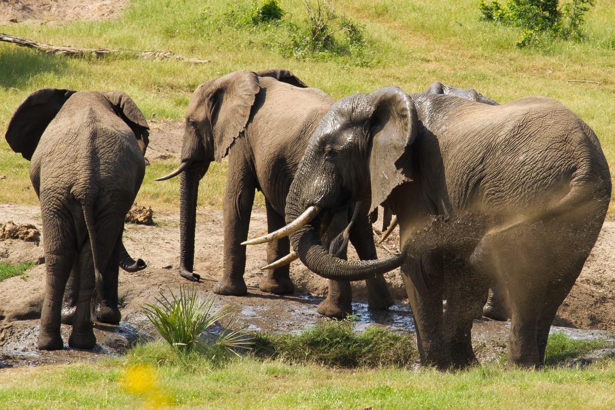 Elephants wallowing