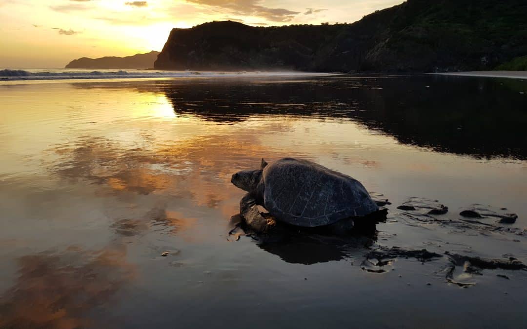 Guanacaste Dry Forest Conservation Fund: Restoring a Forest, Protecting 2.6% of Earth&rsquo;s Biodiversity