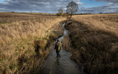 Nature’s Rights: Laws to Scale Rewilding