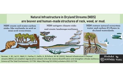 Natural infrastructure in dryland streams (NIDS) can establish regenerative wetland sinks that reverse desertification and strengthen climate resilience