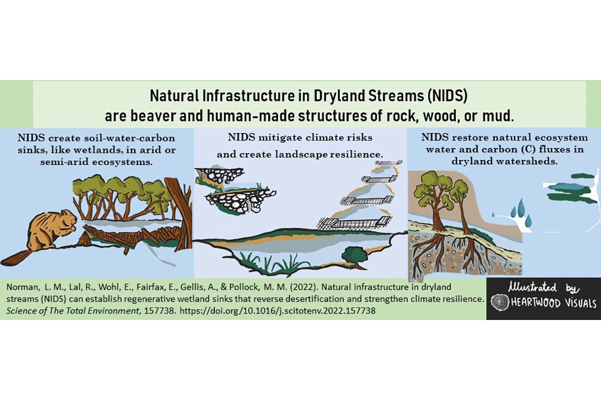 Natural infrastructure in dryland streams graphic
