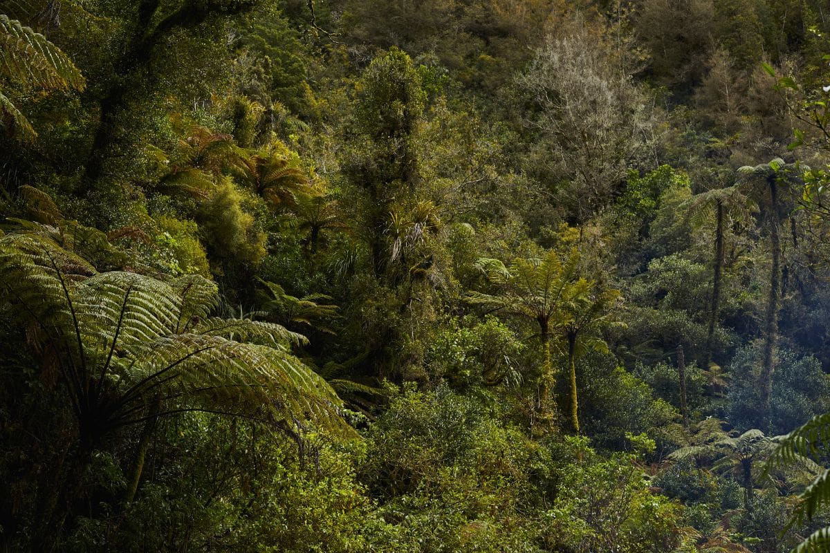 Ngati Hangarau whenua (land) in Bay of Plenty with prominent Mamaku, New Zealand’s tallest native tree fern. Credit: Cam Neate for Manaaki Kaimai Mamaku Trust